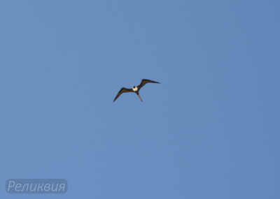 post-60094-0-11671400-1448372822_thumb.p