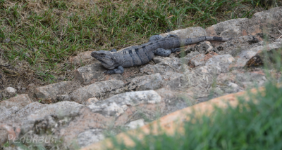 post-60094-0-20268800-1448453324_thumb.p