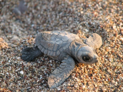 post-60094-0-26474300-1448458763_thumb.p