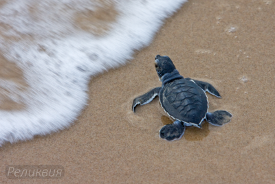 post-60094-0-26783400-1448458782_thumb.p