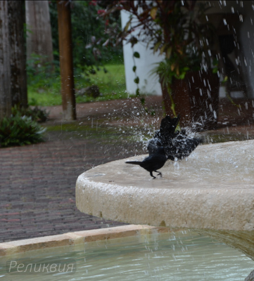 post-60094-0-31602500-1448453451_thumb.p