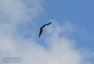 post-60094-0-43739200-1448372835_thumb.p