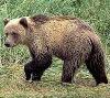 Пломба возможно свинцовая - последнее сообщение от medved-riga