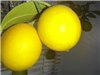 Саженцы лимонов для комнатного - последнее сообщение от Ivanbx